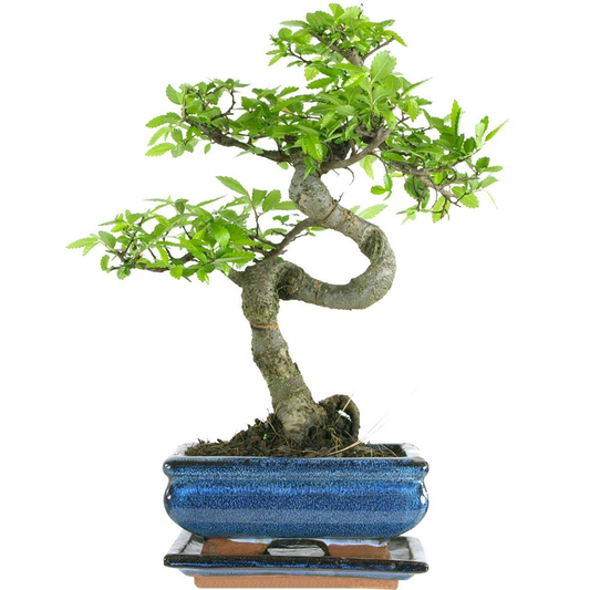 Bonsai 'Chinese Elm'