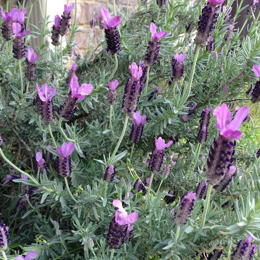 Lavandula 'Anouk' Patio Tree