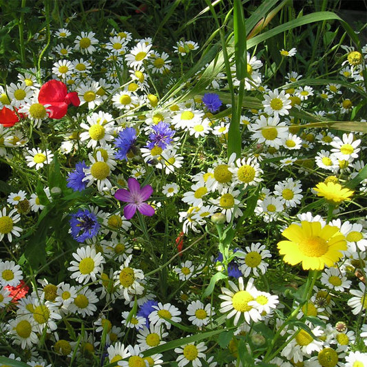 80/20 Wildflower Seeds