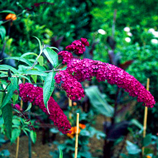 Buddleia 'Royal Red'