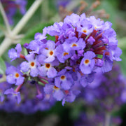 Buddleia 'Petite Blue Heaven'