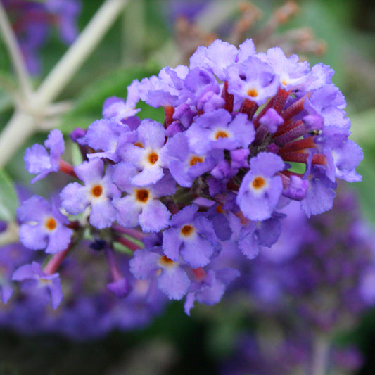 Buddleia 'Petite Blue Heaven'