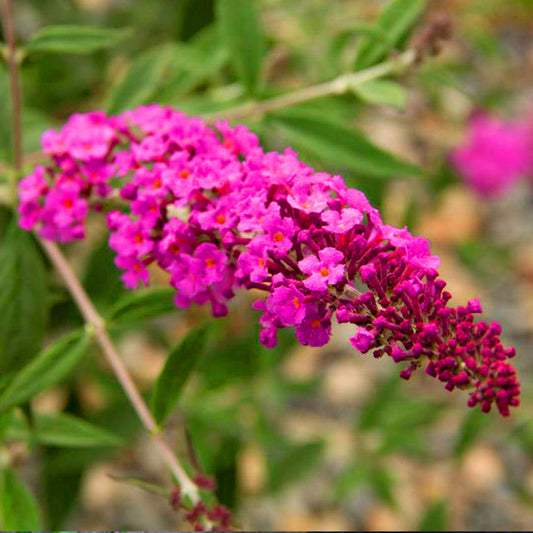 Buddleia 'Petite Dark Pink'