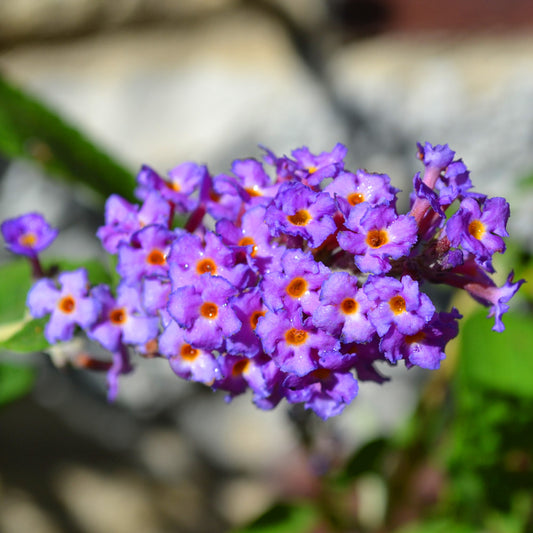 Buddleia 'Petite Lavender Flow'