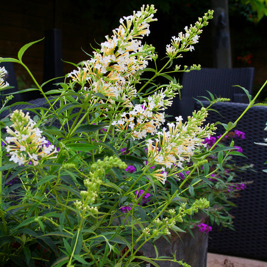 Buddleia 'Petite Snow White'