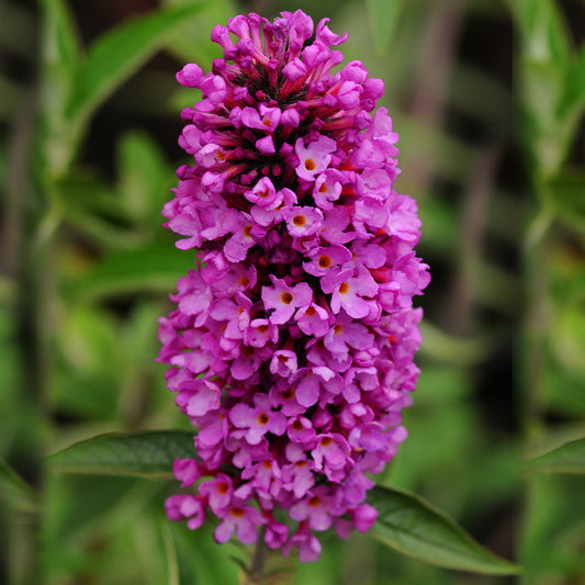 Buddleia 'Petite Tutti Fruitti'