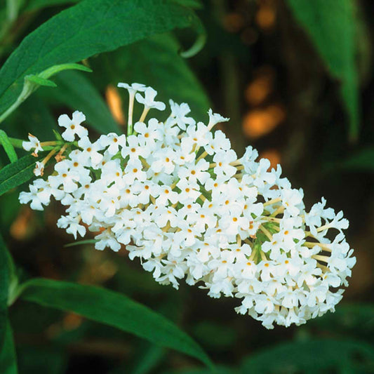 Buddleia 'Buzz Ivory'