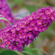 Buddleia 'Buzz Magenta'