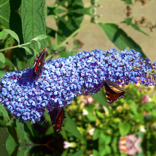 Buddleia 'Buzz Sky Blue'