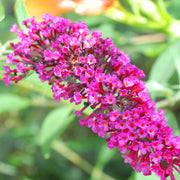 Buddleia 'Buzz Velvet'