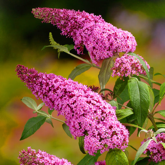 Buddleia 'Pink Delight'