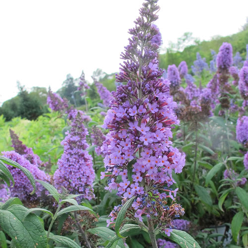 Buddleia 'Lochinch'