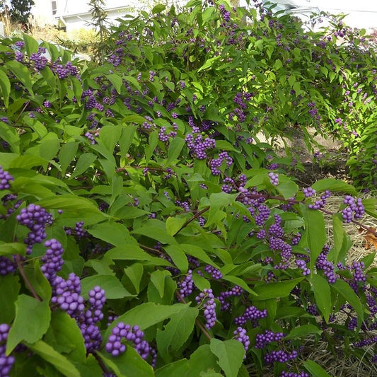 Callicarpa 'Profusion'