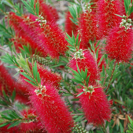 Callistemon 'Red Clusters'