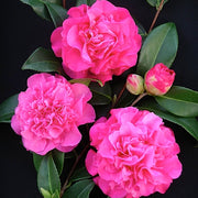 Camellia 'Debbie'