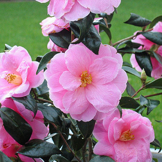 Camellia 'Donation'