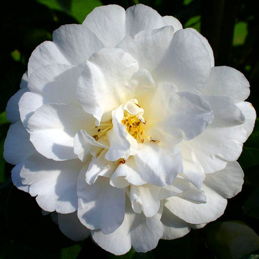 Camellia 'Onetia Holland'