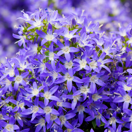 Campanula poscharskyana