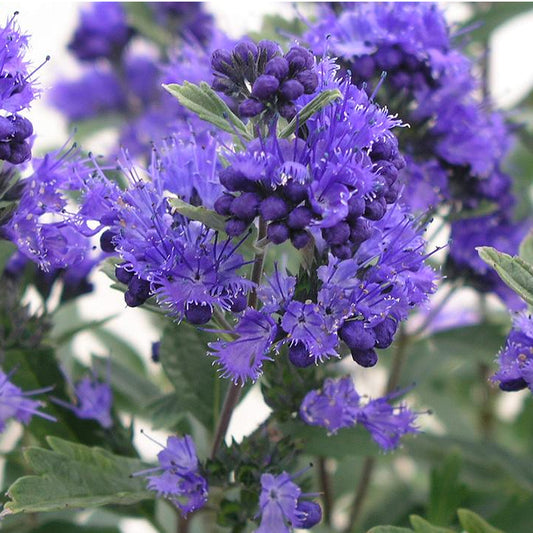 Caryopteris 'Dark Knight'