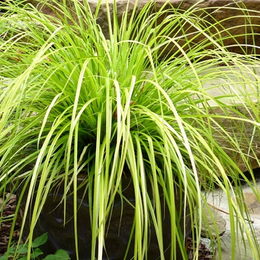 Carex 'Everillo'