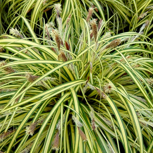 Carex 'Evergold'