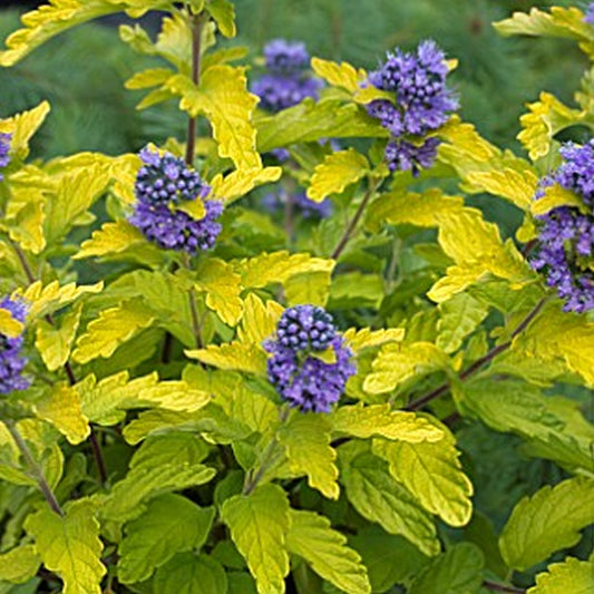 Caryopteris 'Hint of Gold'