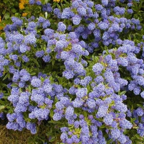 Ceanothus 'Autumnal Blue'