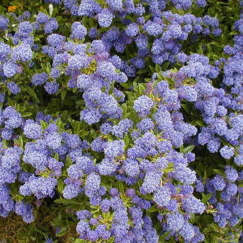 Ceanothus 'Blue Mound'