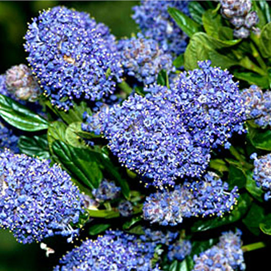 Ceanothus 'Burkwoodii'