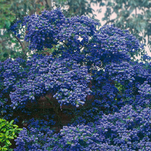 Ceanothus 'Concha'