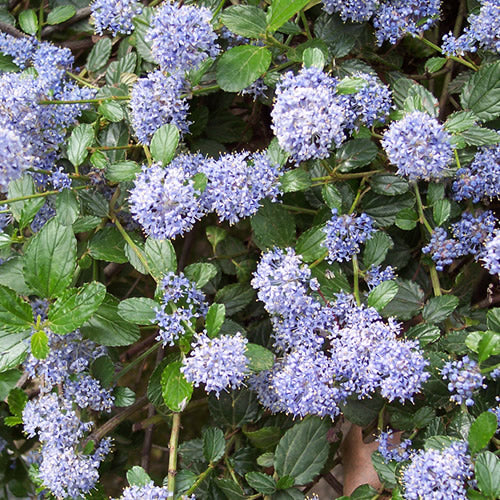 Ceanothus repens thyrsiflorus