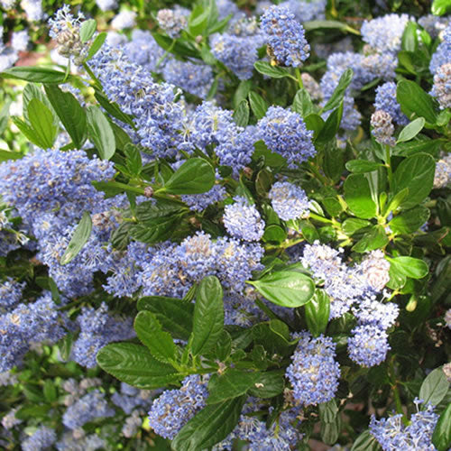 Ceanothus 'Skylark'