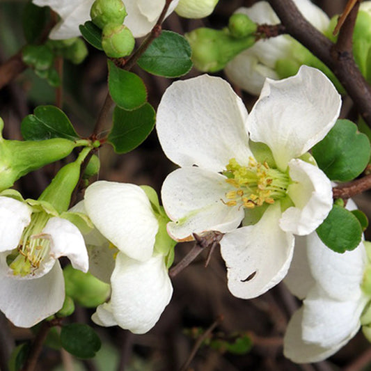 Chaenomeles 'Jet Trail'