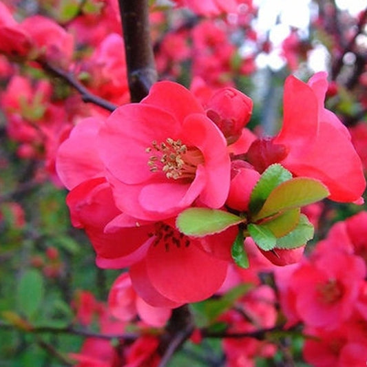 Chaenomeles 'Pink Lady'