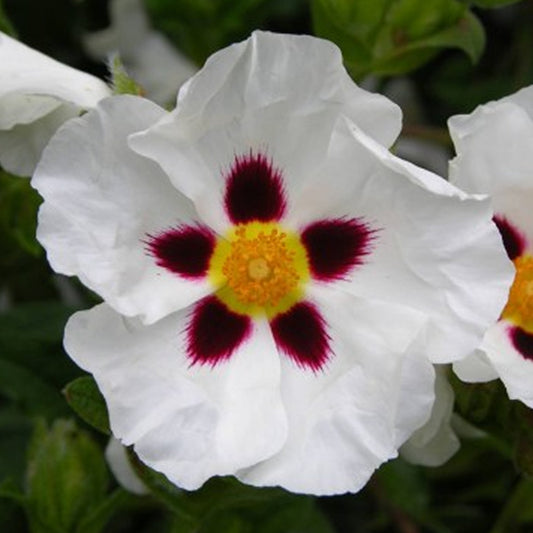 Cistus 'Snow Fire'