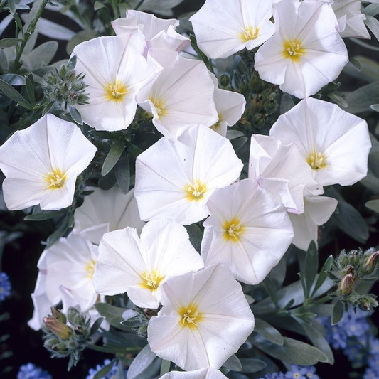 Convolvulus cneorum