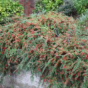 Cotoneaster Horizontalis Hedge