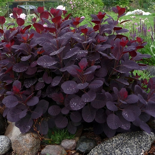 Cotinus 'Royal Purple'