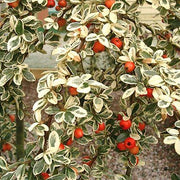 Cotoneaster Variegatus Hedge