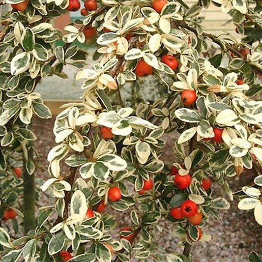 Cotoneaster Variegatus Hedge