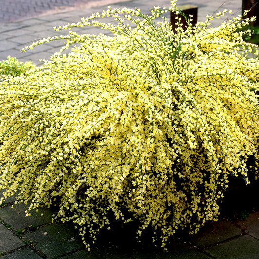 Cytisus 'Warminster'