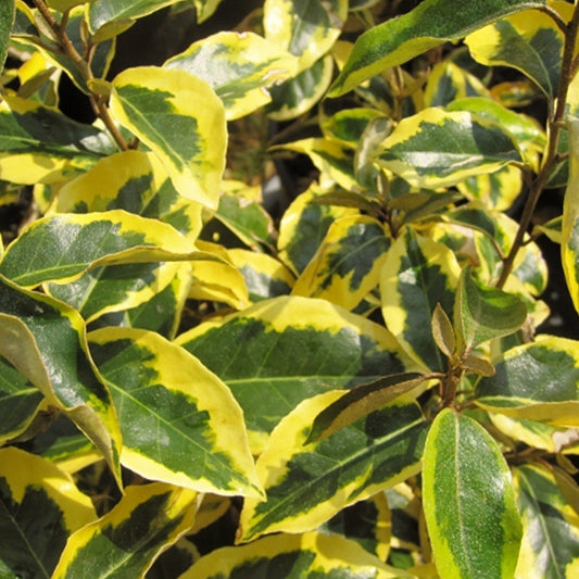 Elaeagnus 'Limelight'