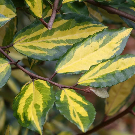 Elaeagnus 'Maculata'