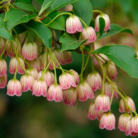 Enkianthus 'Redvein'