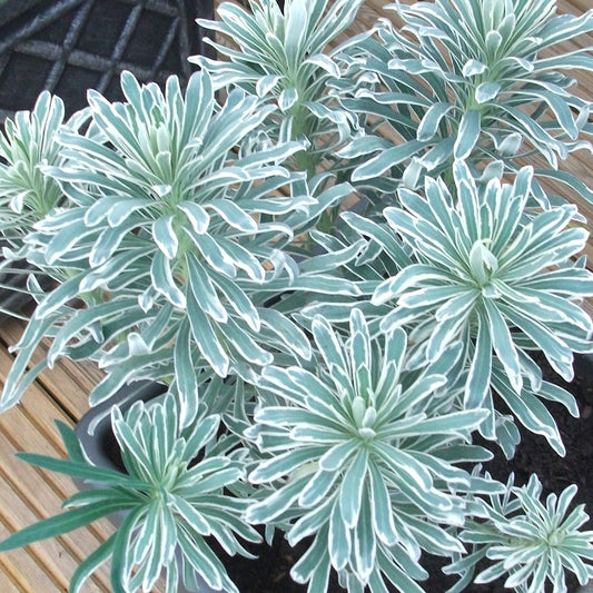 Euphorbia 'Glacier Blue'