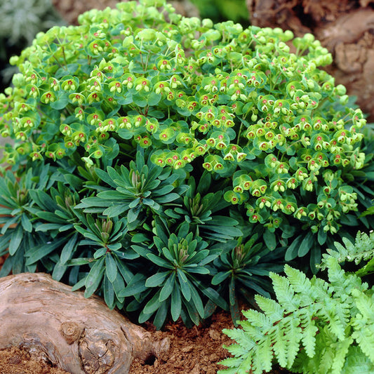 Euphorbia 'Mini Martini'