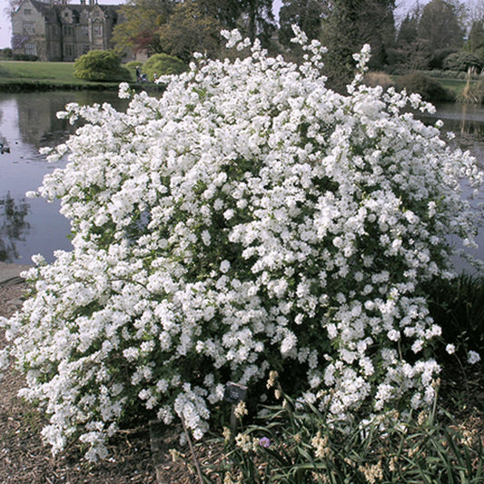 Exochorda 'The Bride'