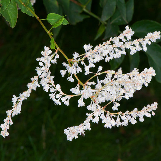 Fallopia baldschuanica