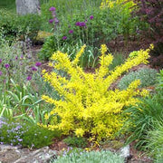 Forsythia 'Golden Times'