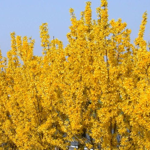 Forsythia 'Lynwood'